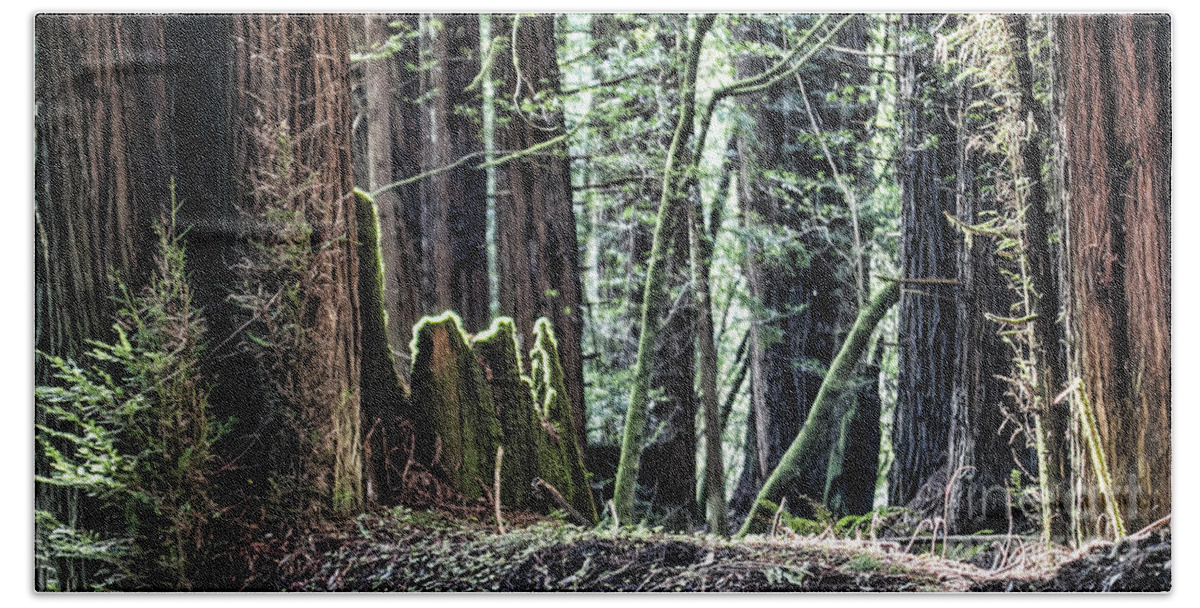 Redwoods Beach Towel featuring the photograph Morning Redwoods by Shirley Mangini