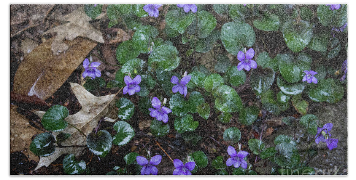 Woods Beach Towel featuring the photograph Morning Wild Violets by Patricia Babbitt