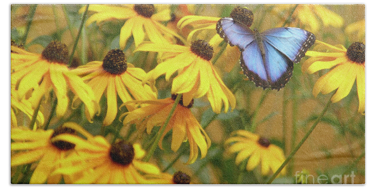 Butterfly Beach Sheet featuring the photograph Morpho Butterfly by Rick Bures