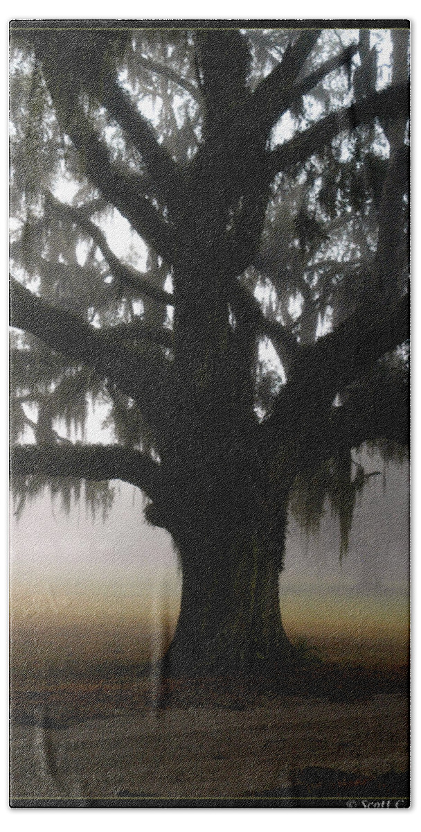 Lowcountry Beach Towel featuring the photograph Mossy Oak by Scott Hansen