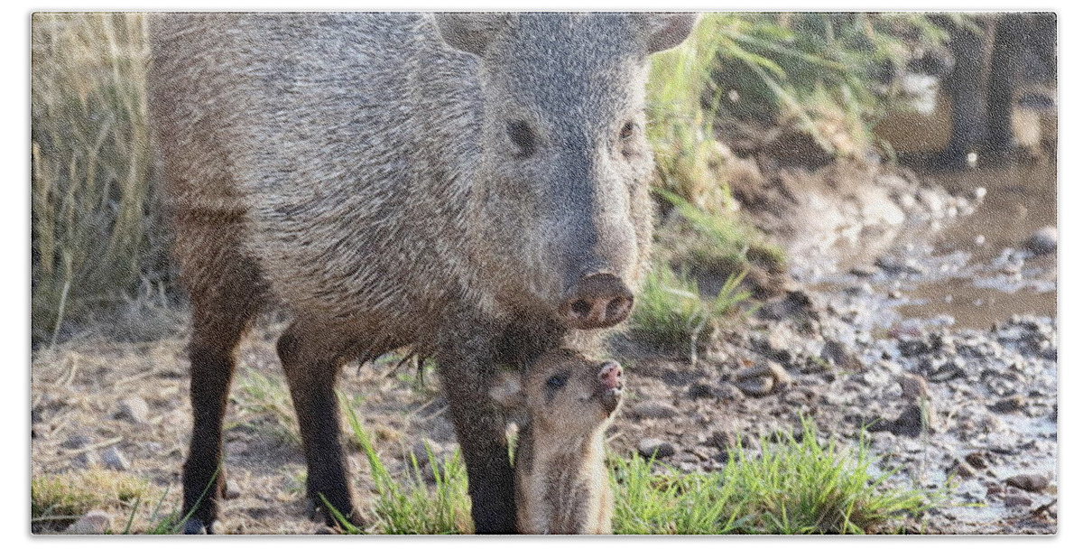 Arizona Beach Towel featuring the photograph Mother and Baby Javelina by Steve Wolfe