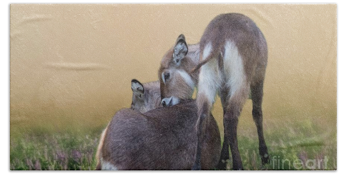 Waterbucks Beach Towel featuring the photograph Mother and Child Waterbucks by Eva Lechner