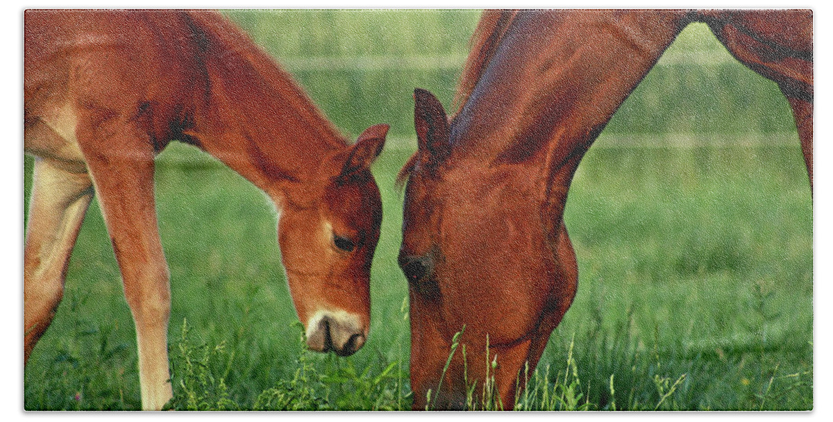 Horse Beach Sheet featuring the photograph Mother and Foal 3377 H_2 by Steven Ward