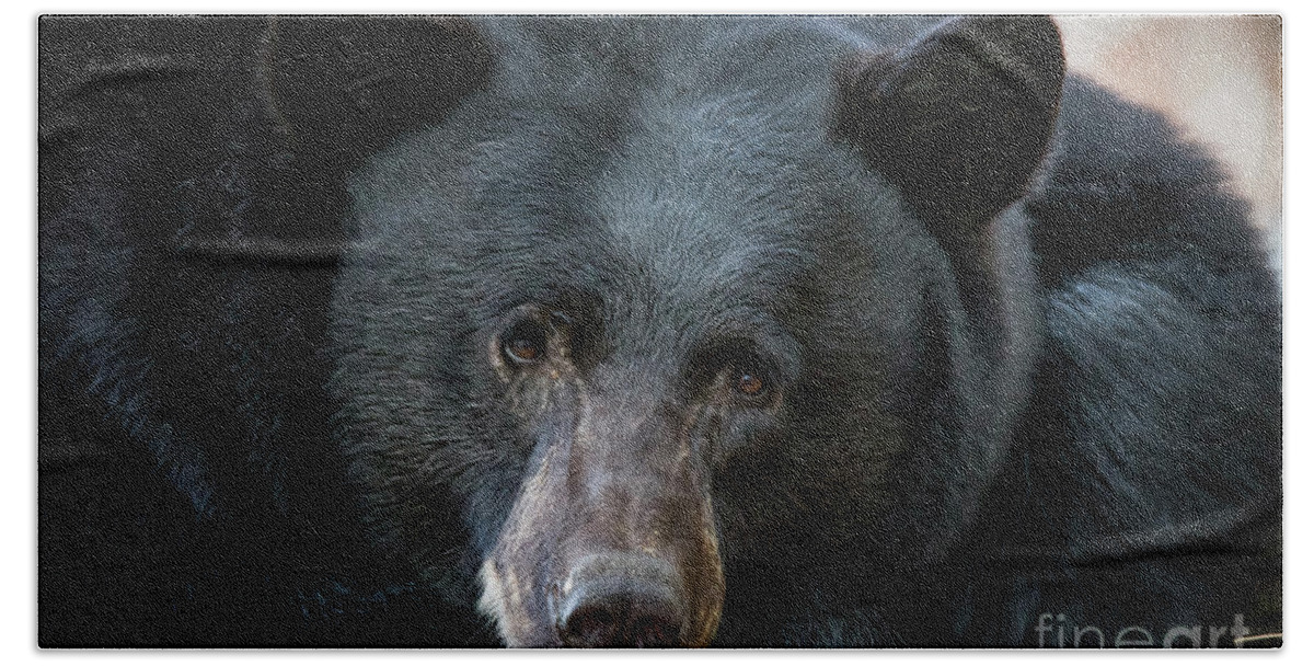 Mother Bear Beach Towel featuring the photograph Mother Bear by Mitch Shindelbower