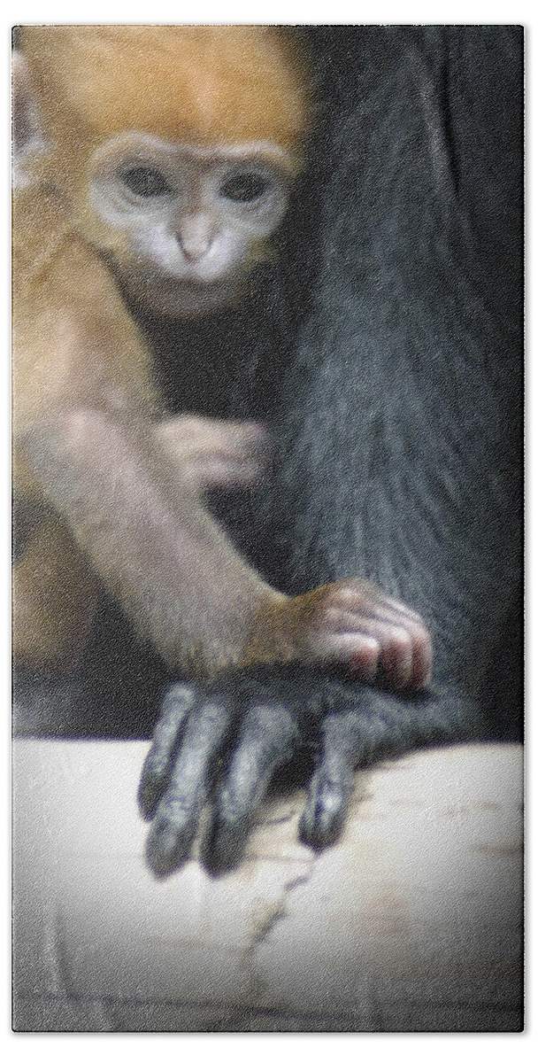Baby Beach Towel featuring the photograph Motherhood - Primate by DArcy Evans