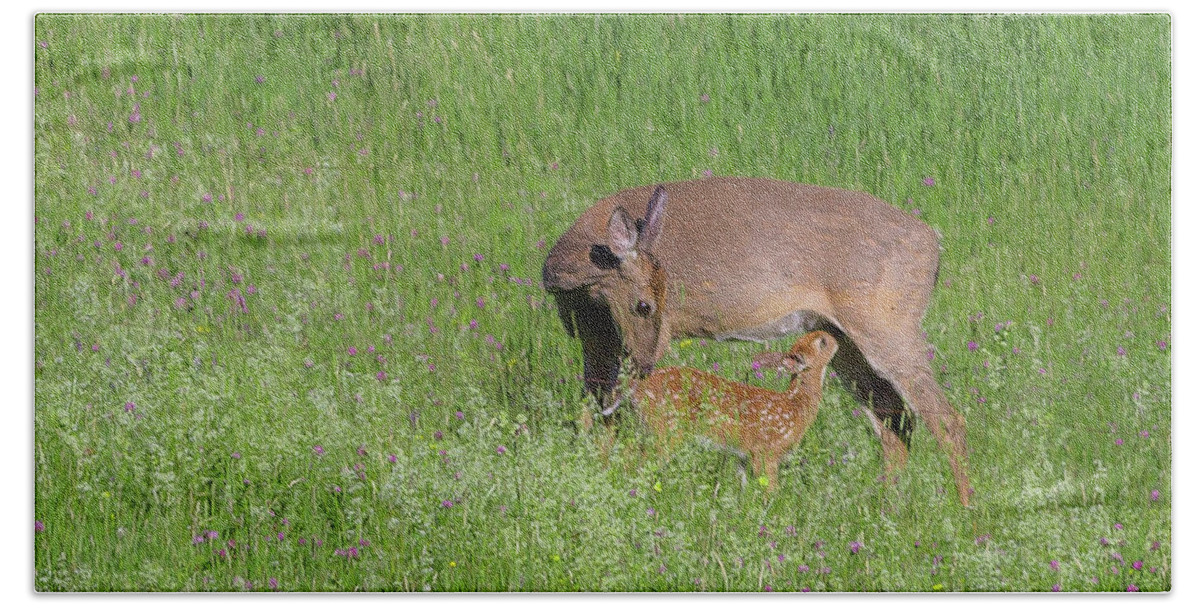 Deer Beach Towel featuring the photograph Motherly Love by Tim Kirchoff