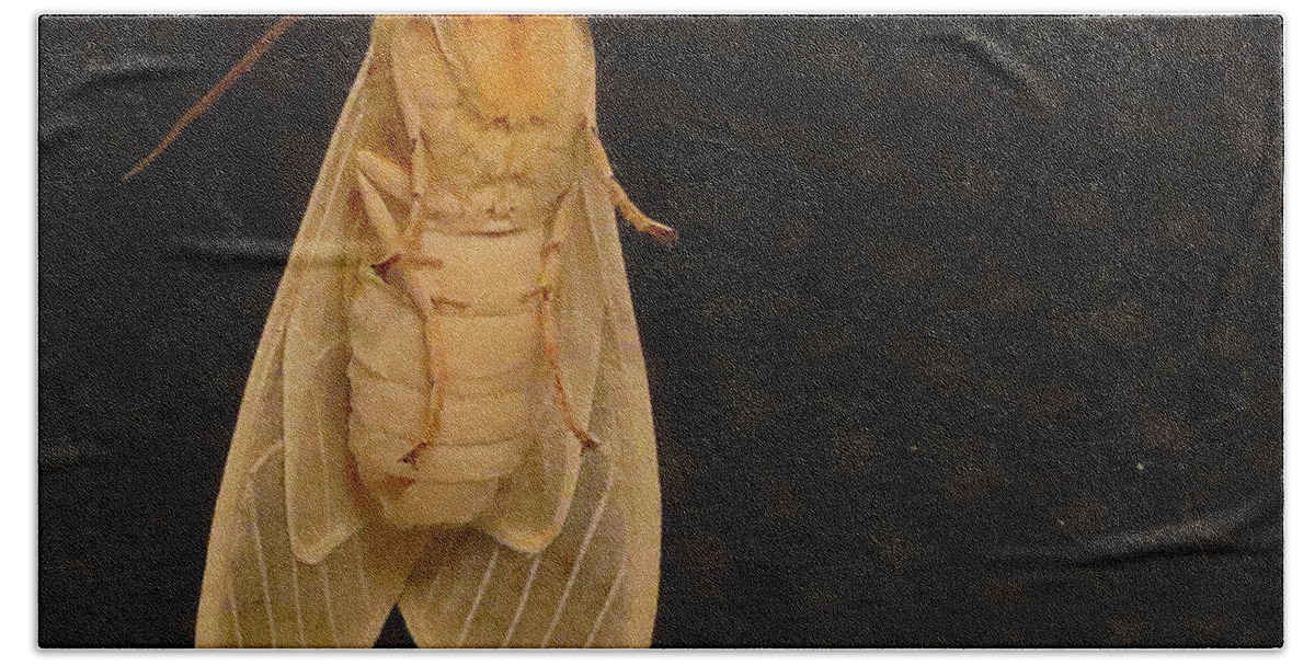 Moth Beach Towel featuring the photograph Mothra by Linda Stern