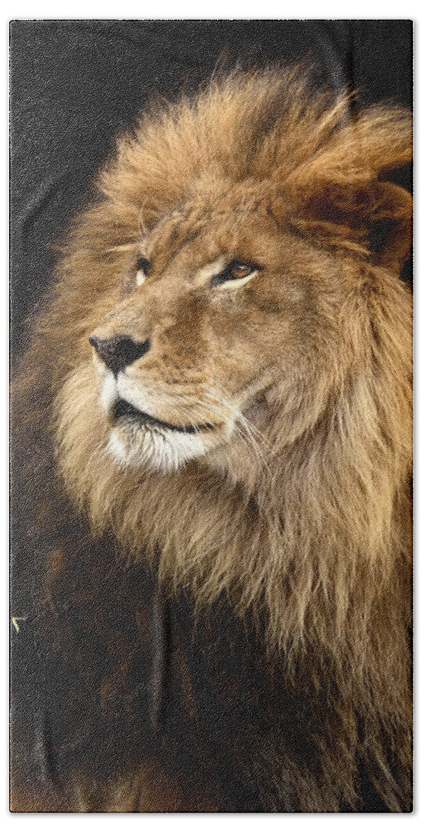 Moufasa Beach Towel featuring the photograph Moufasa The Lion by Ann Bridges