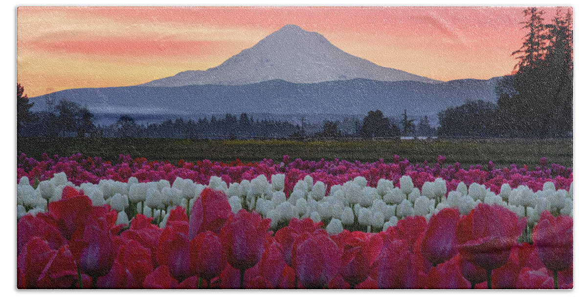 Mark Whitt Beach Towel featuring the photograph Mount Hood Sunrise with Tulips by Mark Whitt