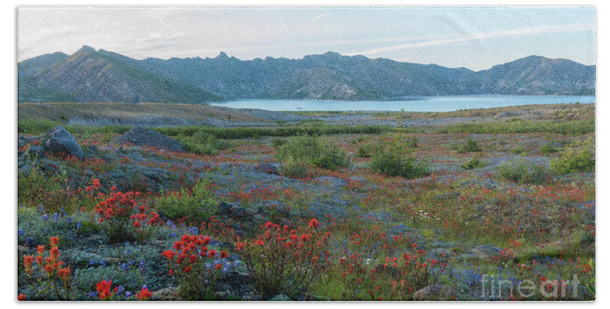 Mount St Helens Beach Sheet featuring the photograph Mount St Helens Spirit Lake Fields of Spring Wildflowers by Mike Reid