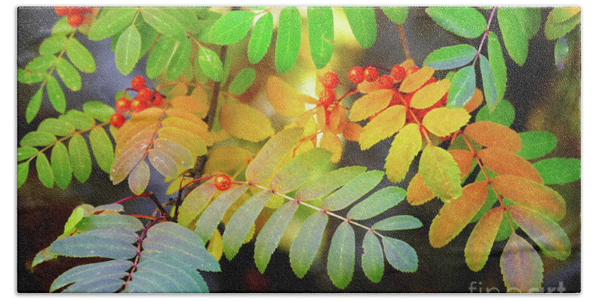 Sorbus Aucuparia Beach Towel featuring the photograph Mountain Ash Fall Color by Michele Penner