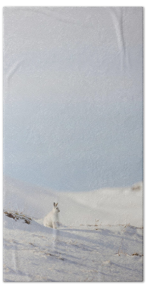 Mountain Beach Towel featuring the photograph Mountain Hare On Hillside by Pete Walkden