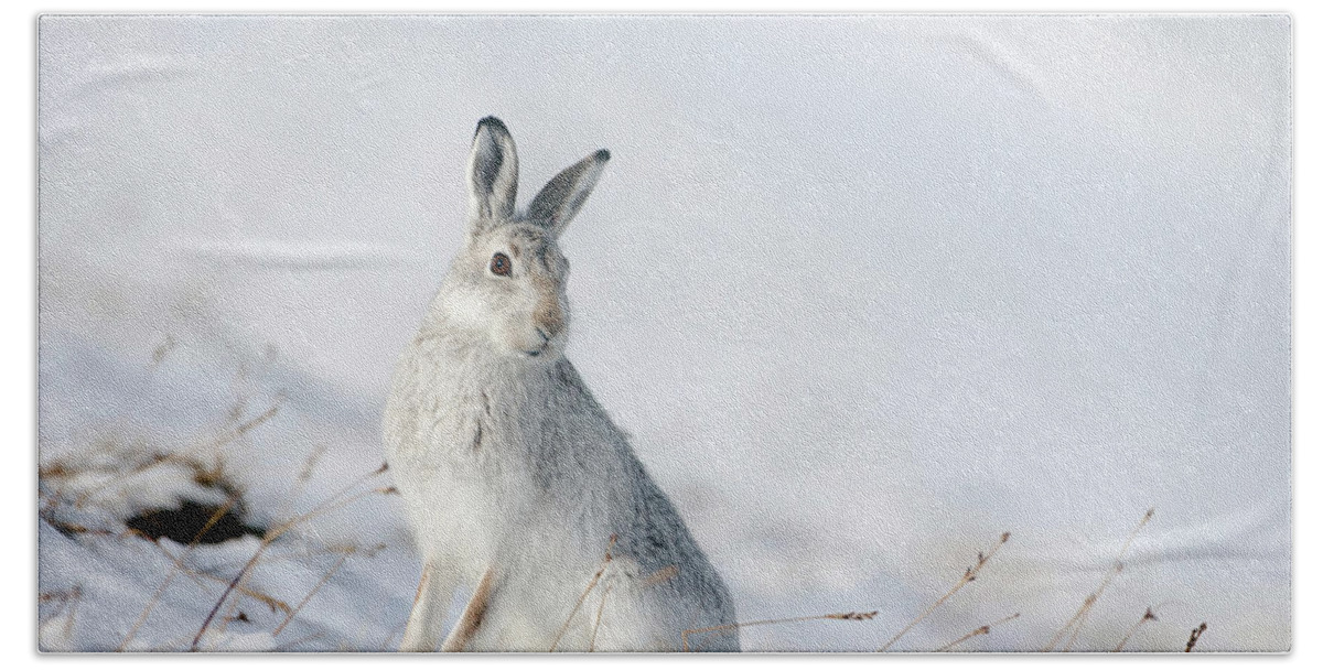 Mountain Beach Towel featuring the photograph Mountain Hare Sitting In Snow by Pete Walkden