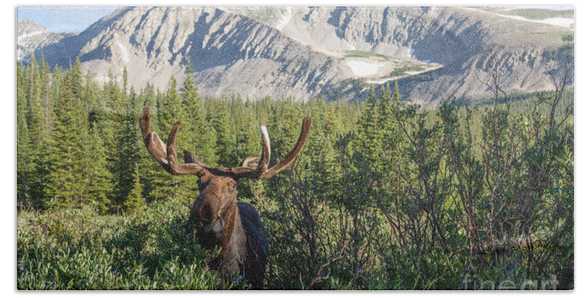 Moose Beach Towel featuring the photograph Mountain Moose by Chris Scroggins
