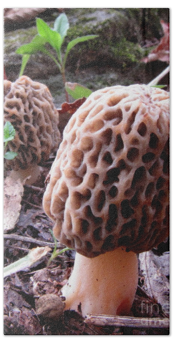Morel Mushrooms Beach Towel featuring the photograph Mountain Morel Mushrooms by Joshua Bales