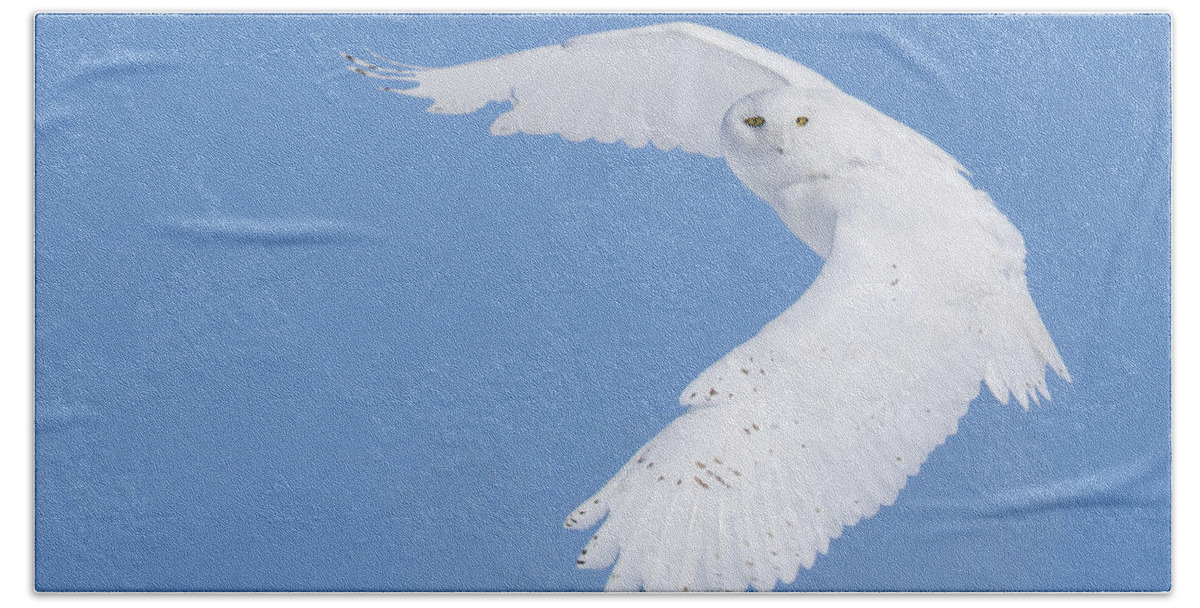 Art Beach Towel featuring the photograph Mr Snowy Owl by Mircea Costina Photography