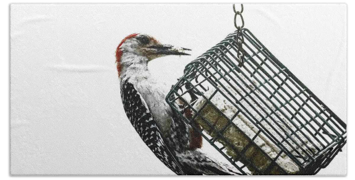 Photoshop Beach Sheet featuring the photograph Mr. Woodpecker by Melissa Messick