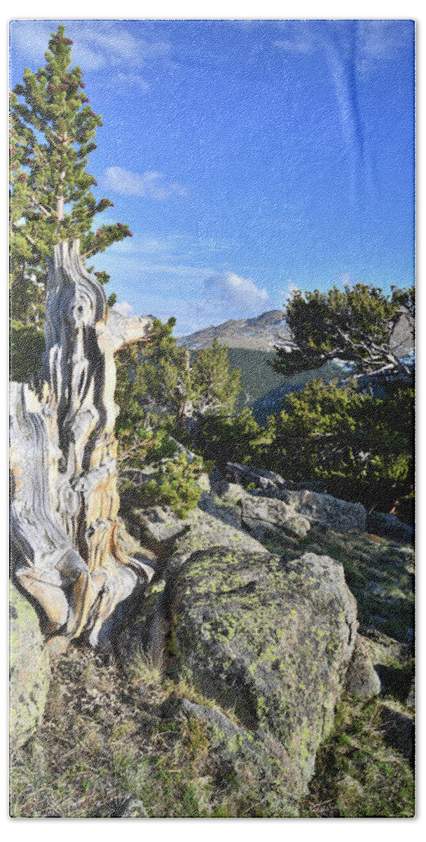 Mount Goliath Natural Area Beach Towel featuring the photograph Mt. Evans Bristlecones by Ray Mathis