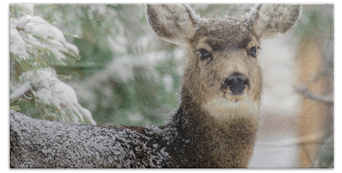 Categories Beach Towel featuring the photograph Mule Deer in Snow 2 by Dawn Key