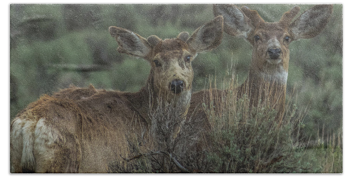 Mule Deer Beach Towel featuring the photograph Mule Deer Visitors At Sunset by Yeates Photography