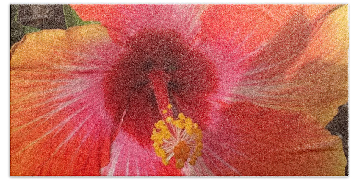 Hibiscus Beach Sheet featuring the photograph Multi-Colored Beauty by Val Oconnor