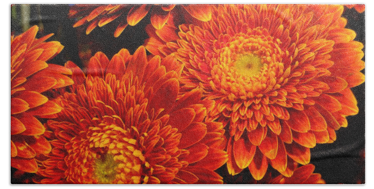 Flower Beach Towel featuring the photograph Mums in flames by Rosita Larsson