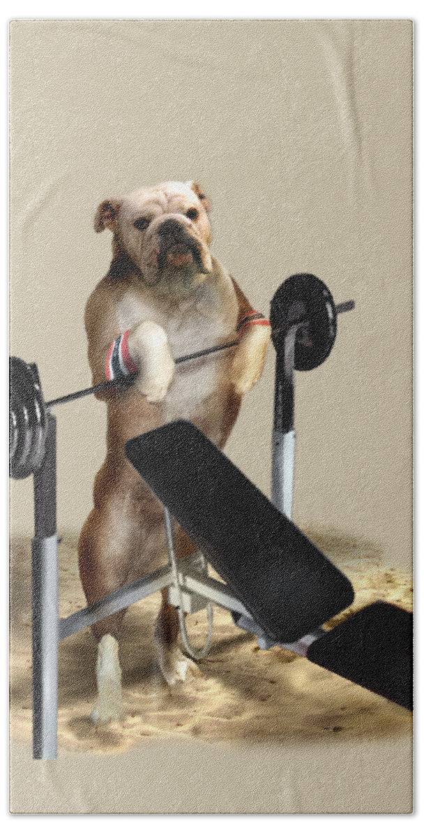 Pet Picture Dog Lifting Weights Print Beach Towel featuring the painting Muscle boy Boxer lifting weights by Regina Femrite