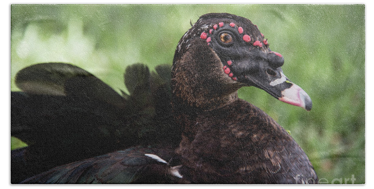 Muscovy Beach Towel featuring the photograph Muscovy Duck-0314 by Steve Somerville