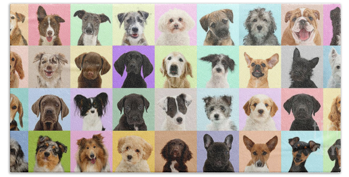 Dogs Beach Towel featuring the photograph Mutt Parade by Warren Photographic
