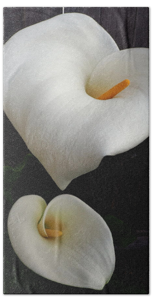Botanical Beach Towel featuring the photograph My Heart Calla Lilies by Richard Thomas