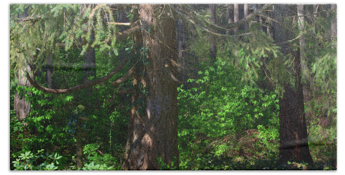 Wood Beach Towel featuring the photograph My Heart, My Woods by Jeanette C Landstrom