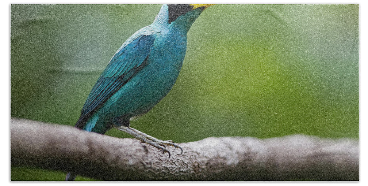 Green Honeycreeper Beach Towel featuring the photograph My Song to You.. by Nina Stavlund