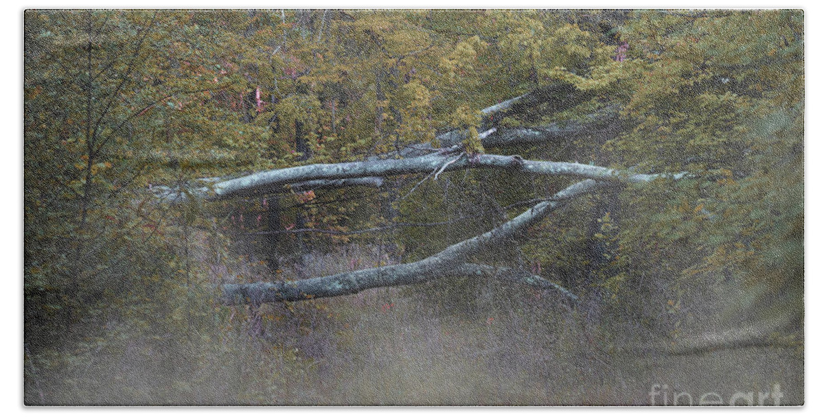 Nature Beach Towel featuring the photograph Mystery In The Fall by Skip Willits