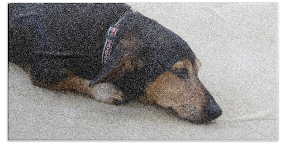 Dog Beach Towel featuring the photograph Nap Time by Ann Horn