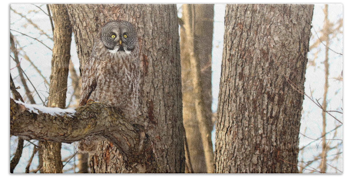 Owls Beach Sheet featuring the photograph Natural Habitat by Heather King