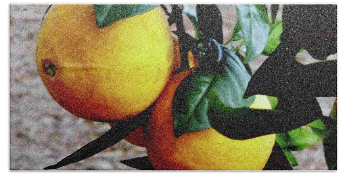 Fruit Beach Sheet featuring the photograph Naval Oranges On The Tree by D Hackett