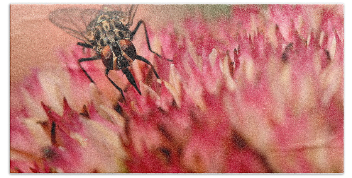 Fly Beach Towel featuring the photograph Nectar Hunt by Angela Rath