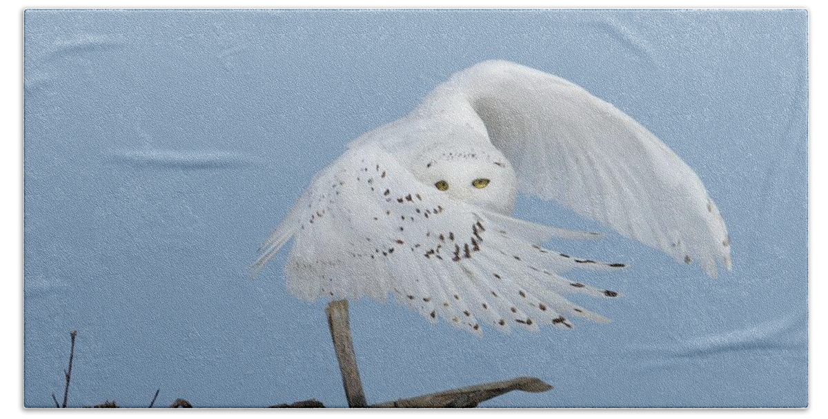 Wildlife Photography Beach Sheet featuring the photograph Peek - A - Boo by Heather King