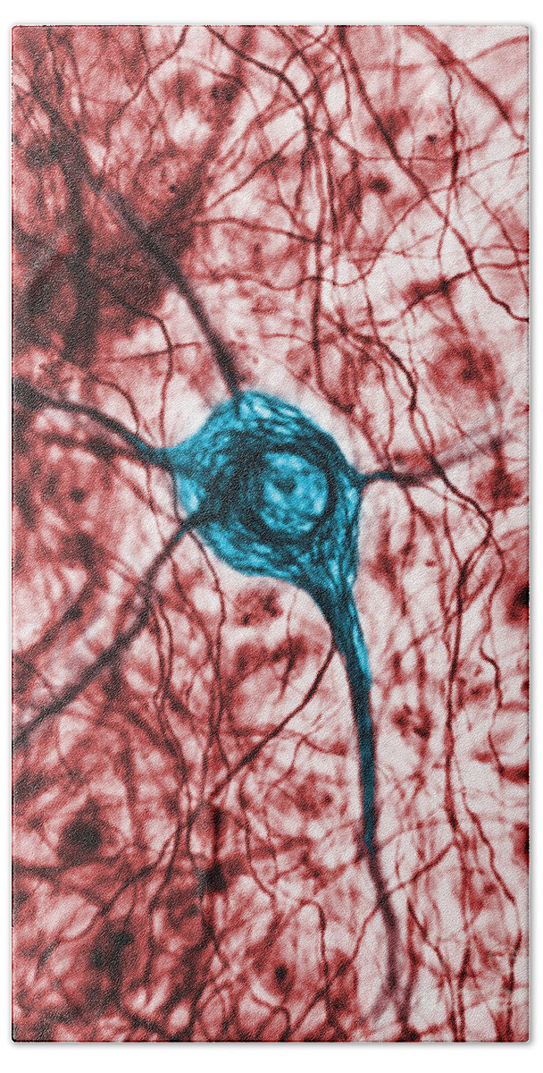 Cell Beach Towel featuring the photograph Neuron, Tem by Science Source