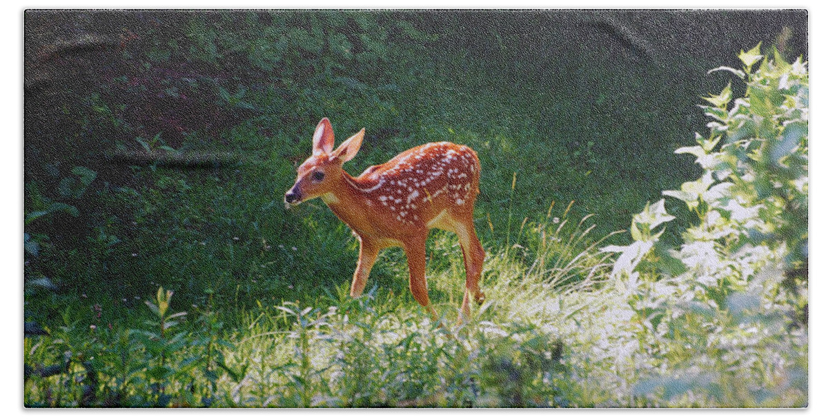 Fawn Beach Towel featuring the photograph New Backyard Visitor by Lori Tambakis
