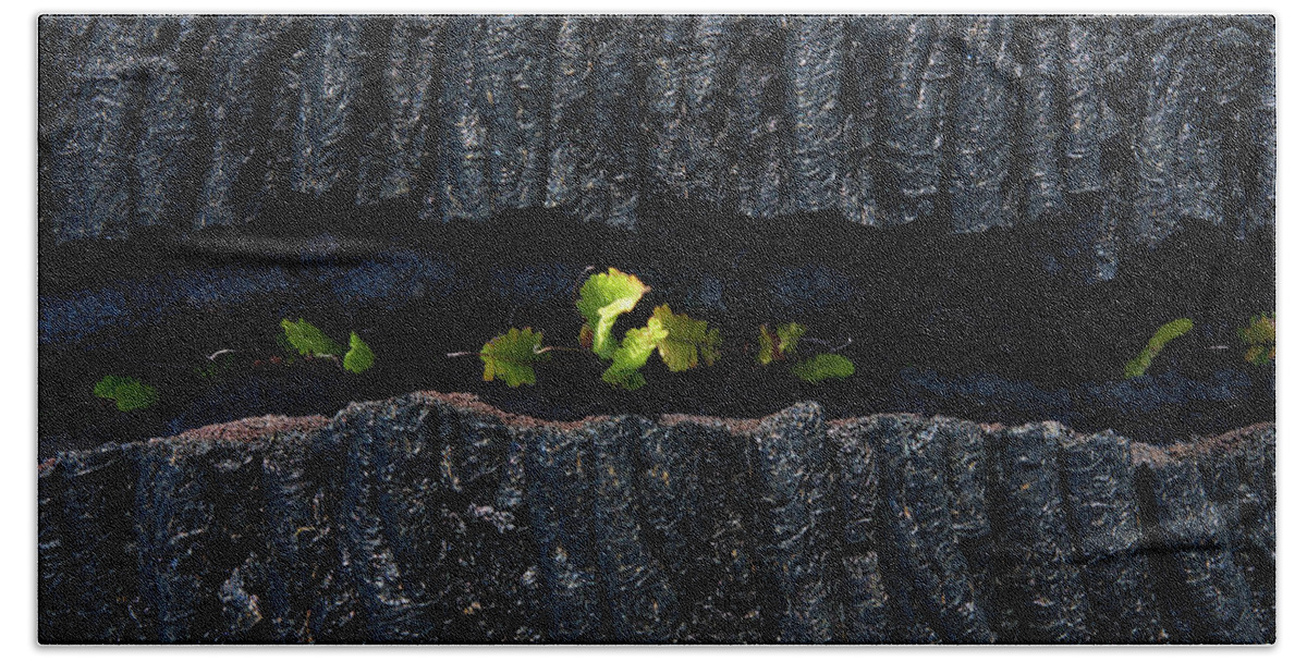 Fern Beach Towel featuring the photograph New Growth by Christopher Johnson