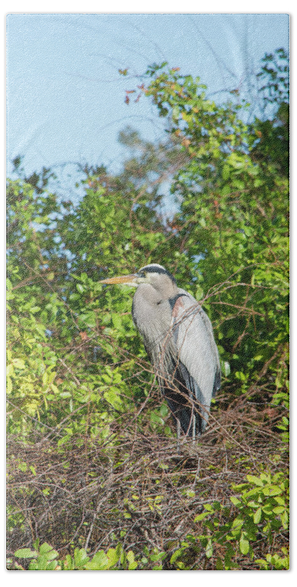 New Nest For Great Blue Heron Beach Towel featuring the photograph New Nest for Great Blue Heron by William Tasker