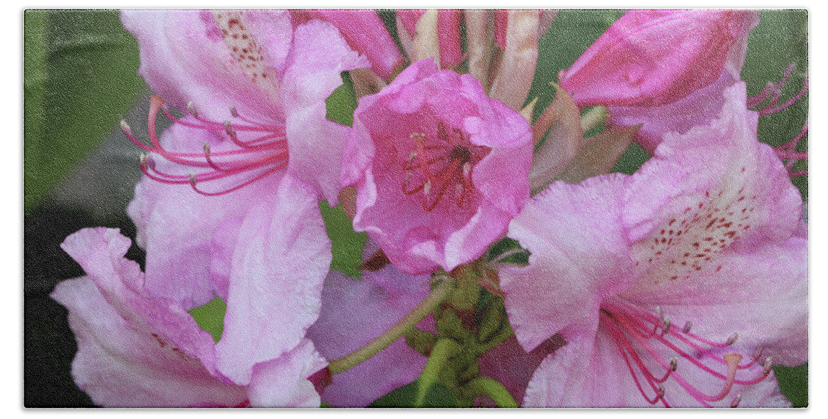 Rhododendron Beach Towel featuring the photograph New Rhododendron Bloom by Jeanette C Landstrom
