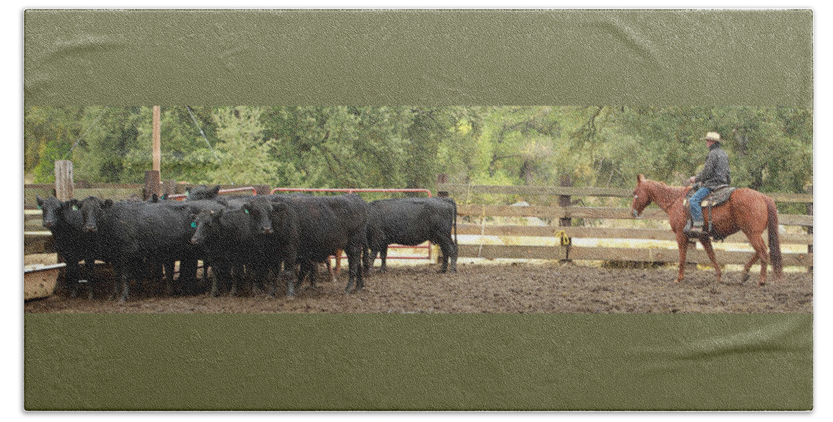 Nick Beach Sheet featuring the photograph Nick Shipping Cattle by Diane Bohna