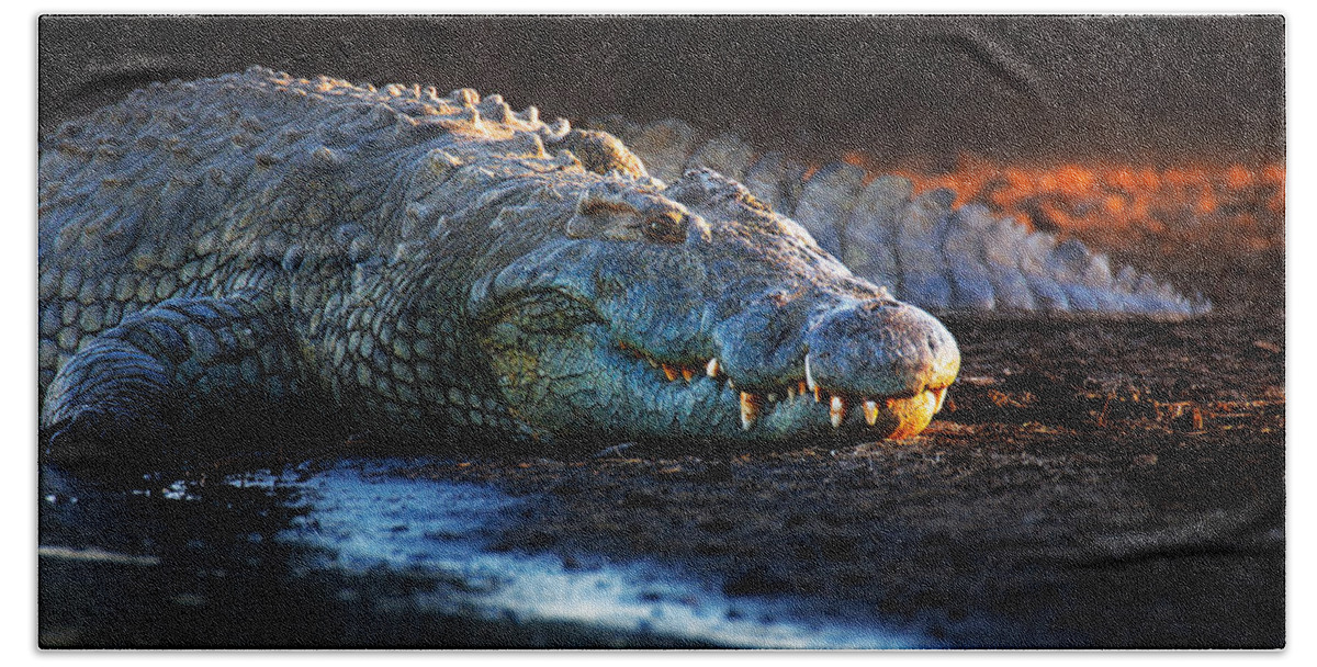 Crocodile Beach Towel featuring the photograph Nile crocodile on riverbank-1 by Johan Swanepoel