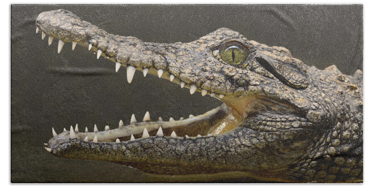 Crocodylus Niloticus Beach Towel featuring the photograph Nile Crocodile by Tony Beck