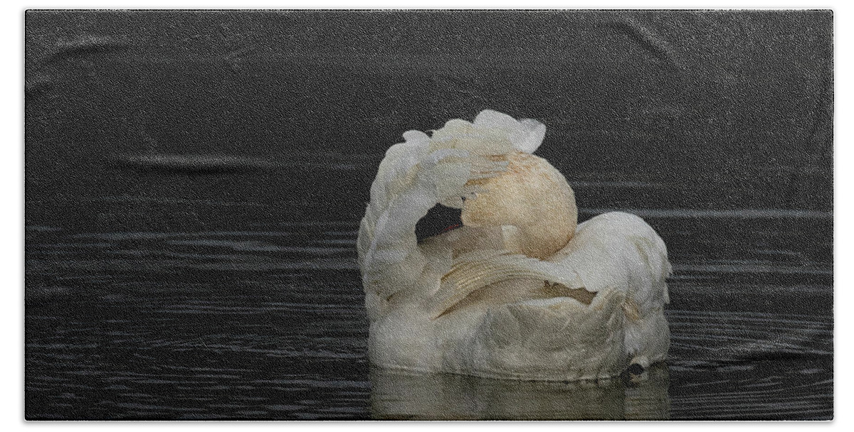 Trumpeter Swan Beach Towel featuring the photograph No Pictures Please by Eilish Palmer