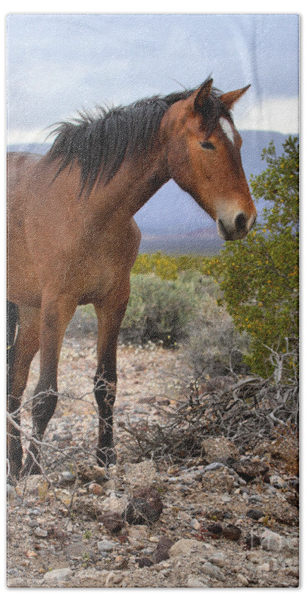 Mustang Beach Towel featuring the photograph Nopah Mountains Wild Horse by Adam Jewell