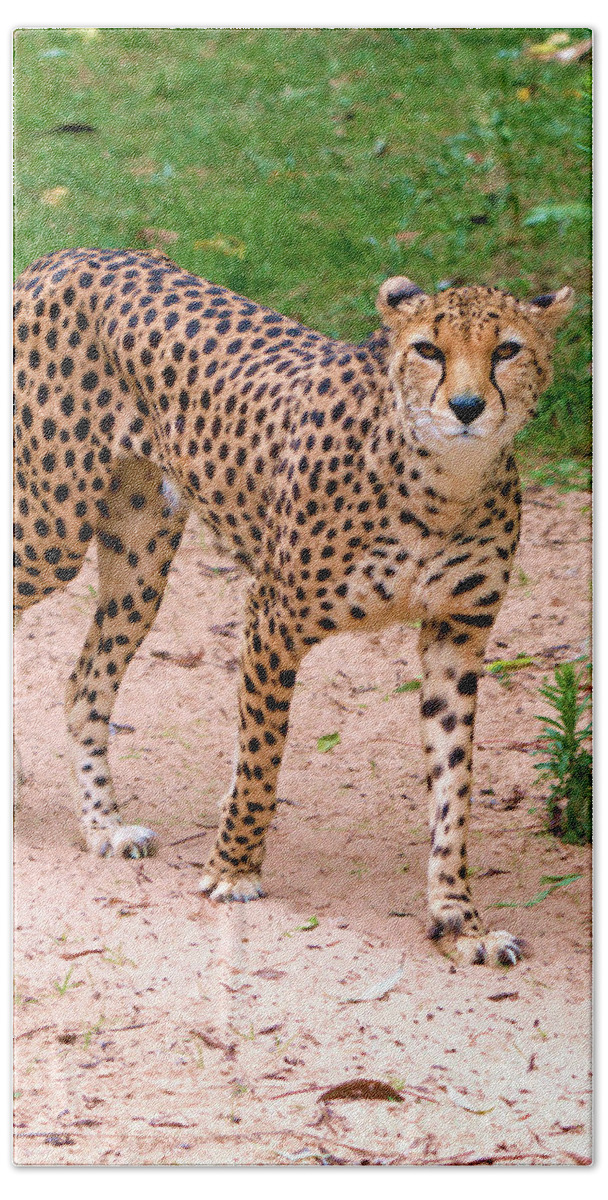 Animal Nature Beach Sheet featuring the photograph North African Cheetah by Stephen Melia