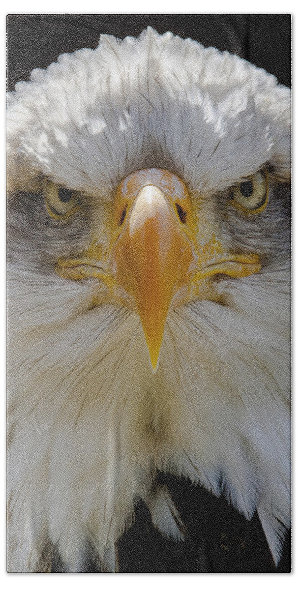 North American Bald Eagle Beach Towel featuring the photograph North American bald eagle by Andy Myatt